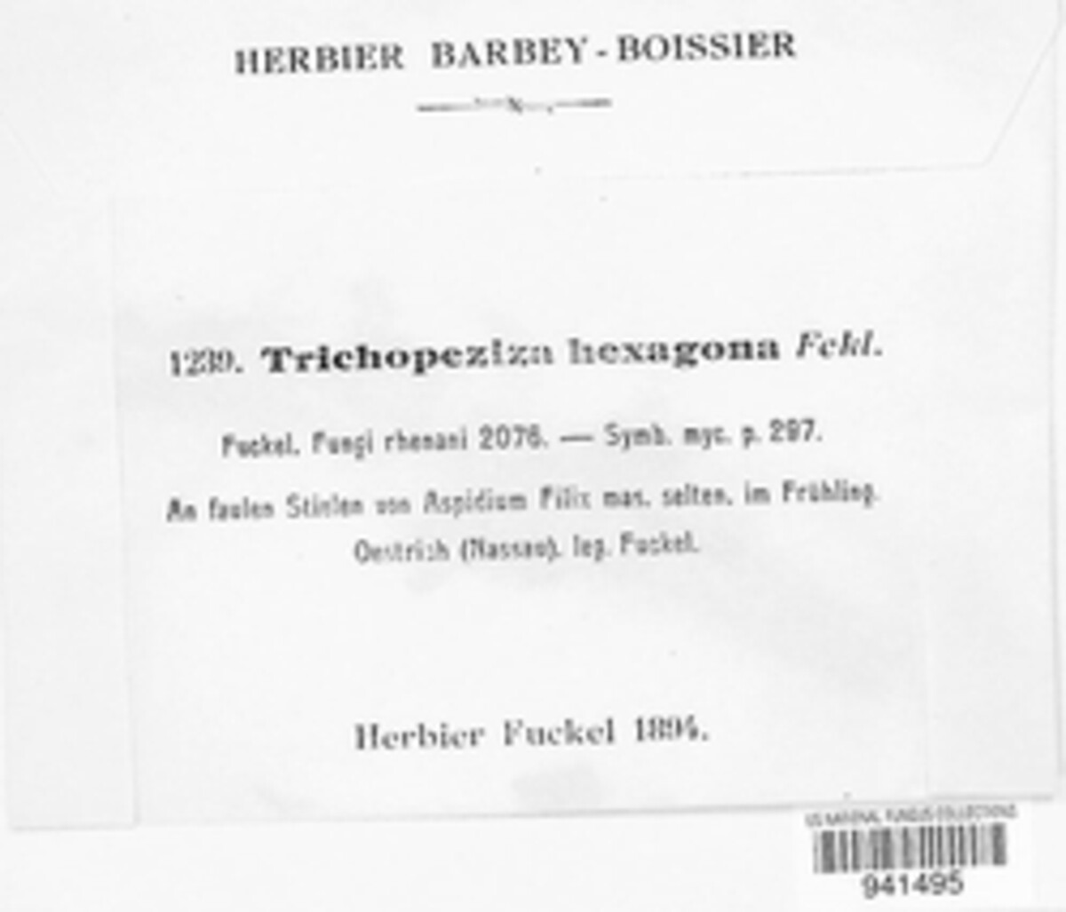 Trichopeziza hexagona image